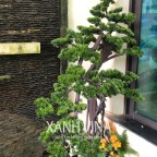 Loại cây này thường được thợ nhà Xanhvina sản xuất rất kỹ càng.